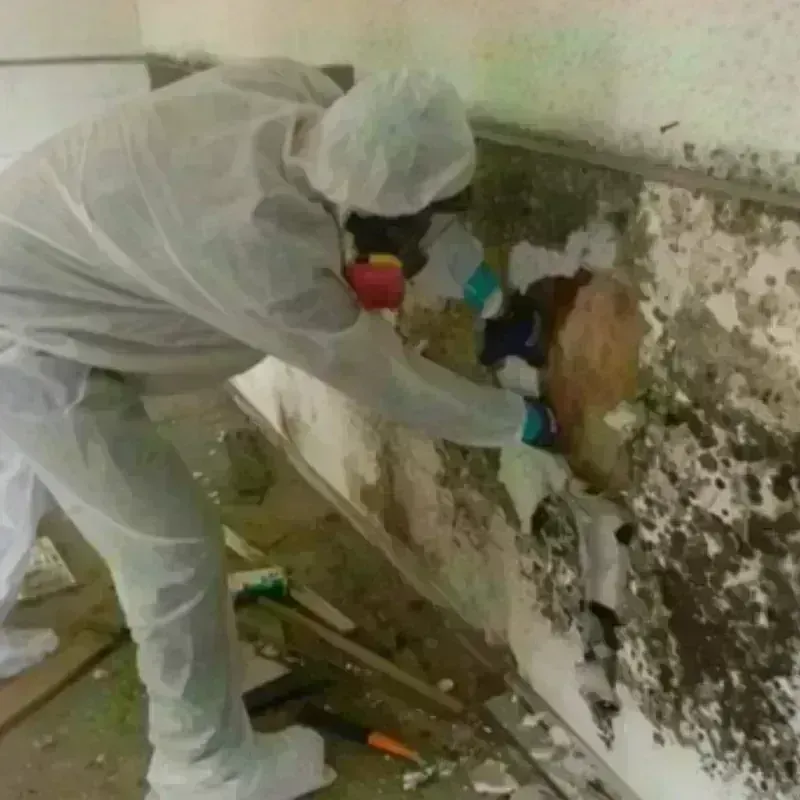 Mold Remediation and Removal in Newburgh, IN